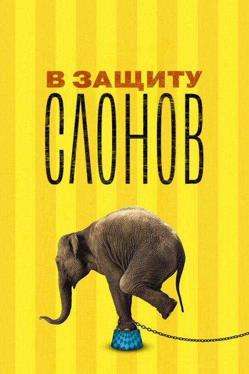  В защиту слонов 
